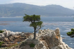 lone cypress pebble beach