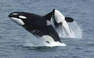 whale watching on the monterey bay